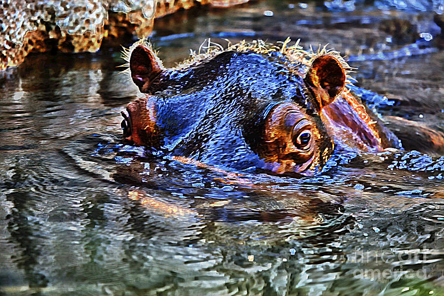 Hippo-Colorful Photograph by Douglas Barnard