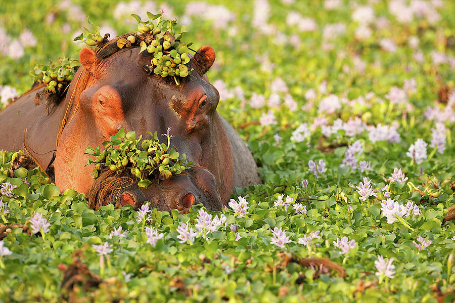 Hippopotamus Photograph - Hippo Covered In Plants In Waterhole by David Fettes