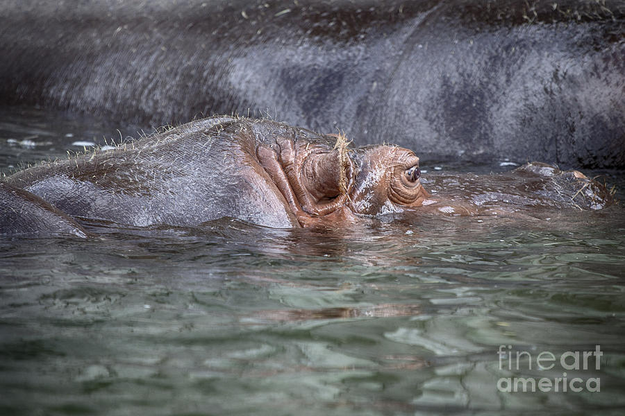 Hippo  Photograph by Douglas Barnard
