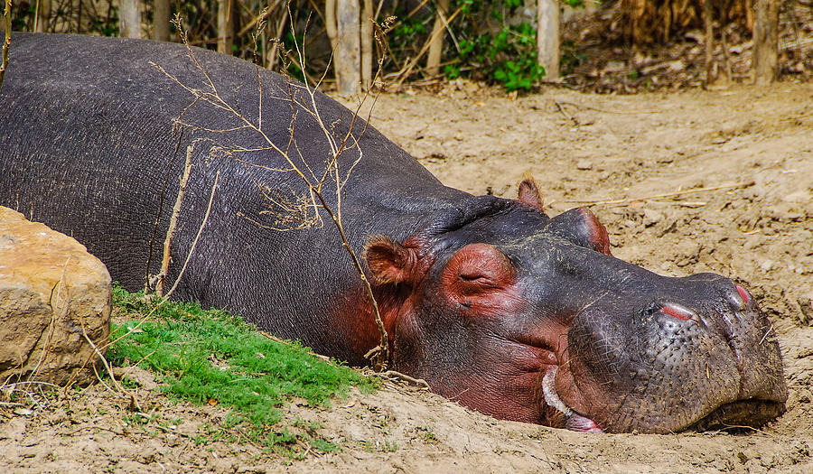 Hippo Dreams Photograph by Harry Strharsky