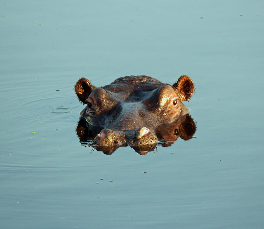 Hippo Forward Reflection Photograph by Christy Cox