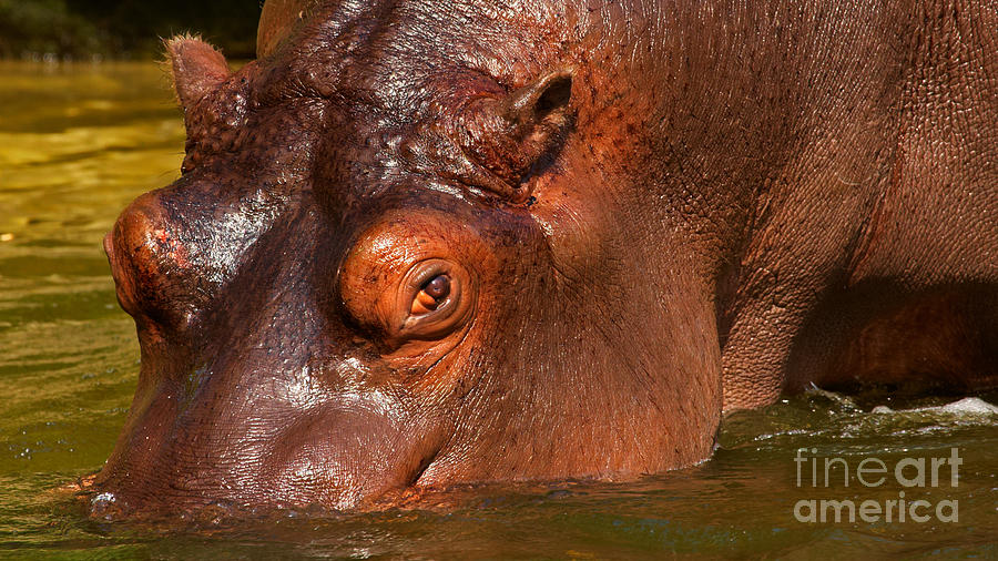 Wildlife Photograph - Hippo going into the water by Nick  Biemans