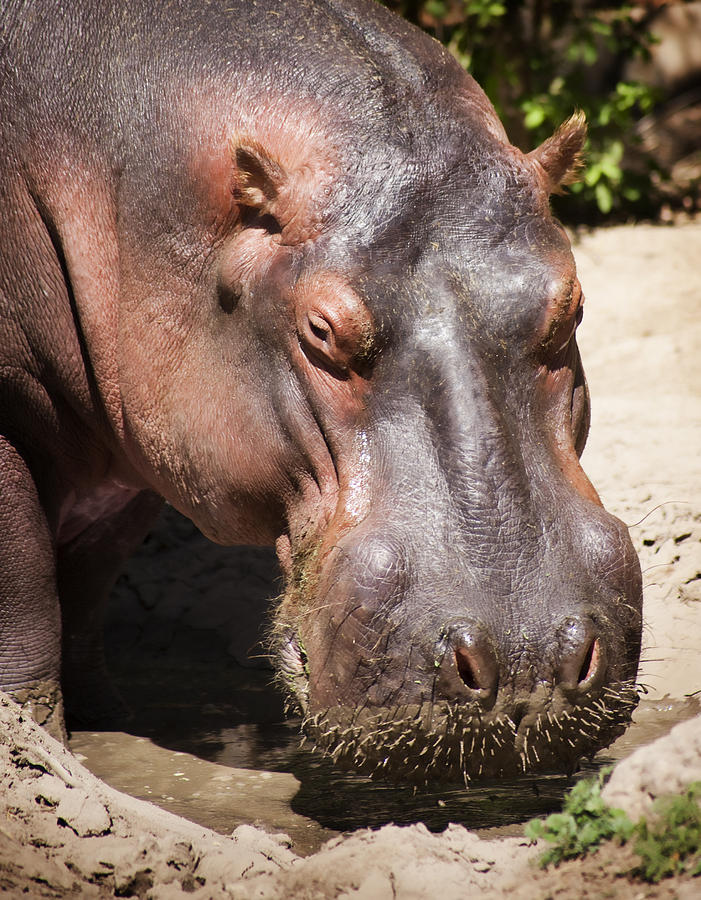 Wildlife Photograph - Hippo Hair 2 by Marilyn Hunt
