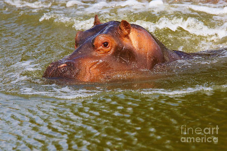 Hippo head Photograph by Nick  Biemans