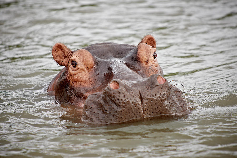 Hippo, Hippopotamus Amphibius Photograph by Juergen Ritterbach