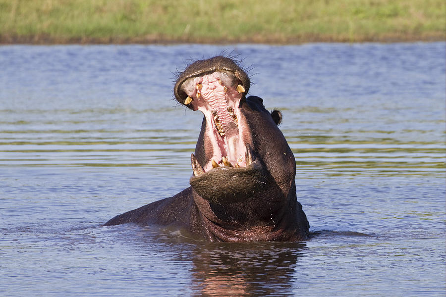 Hippo In Aggressive Display Okavango Photograph by Dickie Duckett