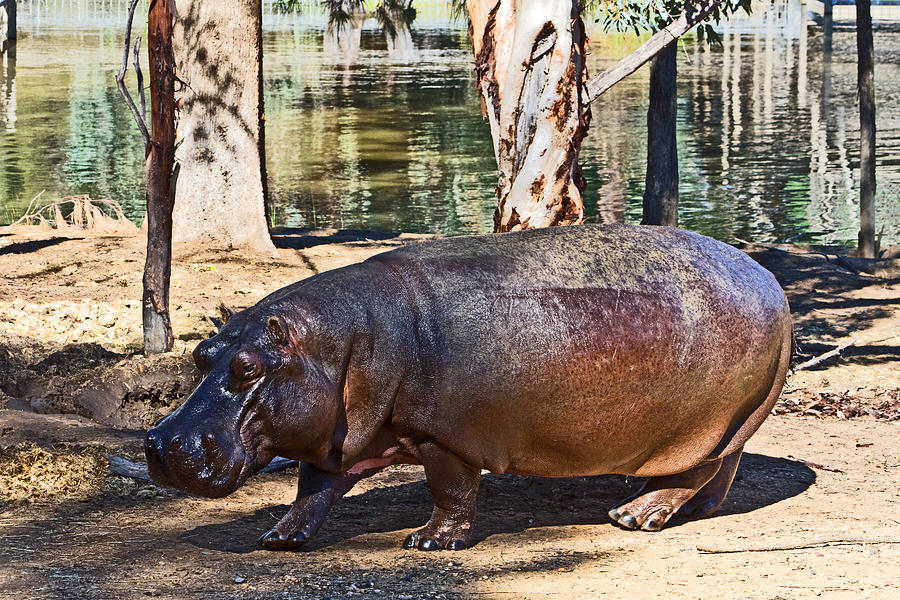 Hippo Photograph by Miroslava Jurcik