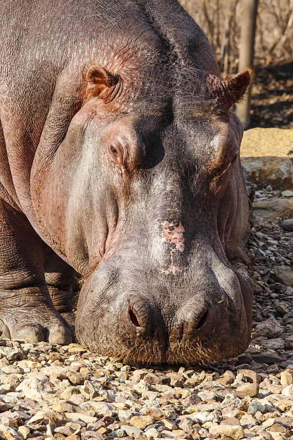 Hippopotamus Photograph - Hippo mug shot by Jill Bell