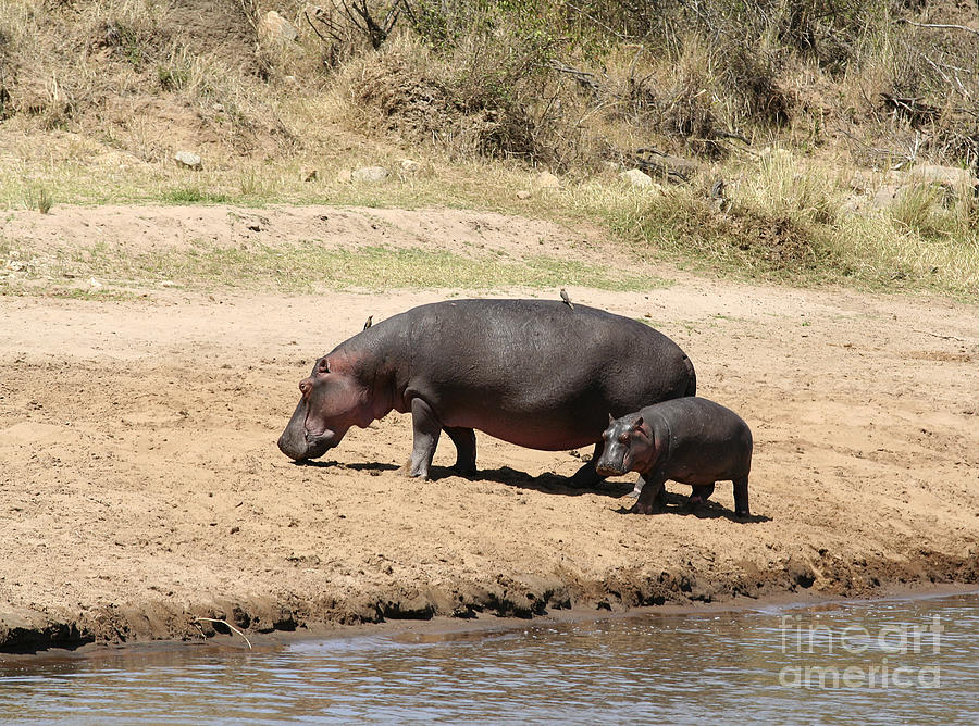 Hippo mum and calf Photograph by Liz Leyden