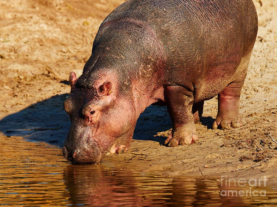 Sunset Photograph - Hippo on the waterfront during sunset by Nick  Biemans
