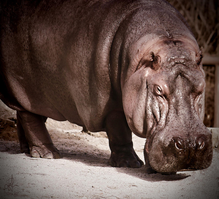 Hippo Photograph by Pennie McCracken