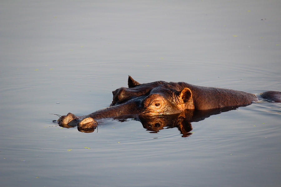 Hippo Reflection Photograph by Christy Cox - Pixels