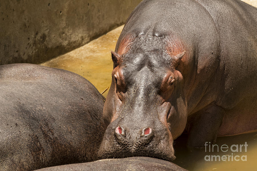 Hippo resting snout on another Hippos backside Photograph by James L Davidson