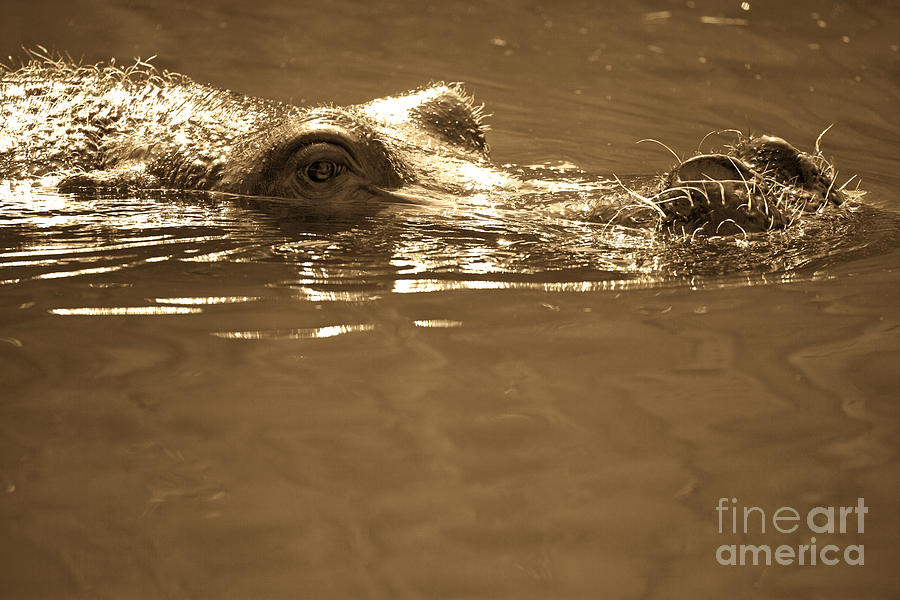 Hippo-Sepia Photograph by Douglas Barnard
