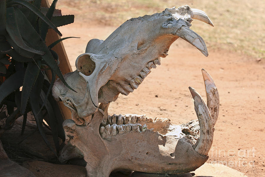 Hippo skull Photograph by Liz Leyden