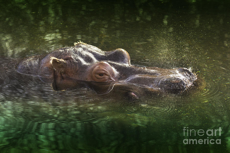 Hippo Snort Photograph by Sonya Lang