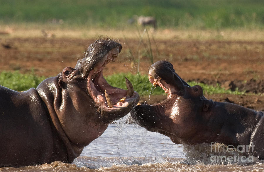 Hippo Threat Display Photograph by Chris Scroggins