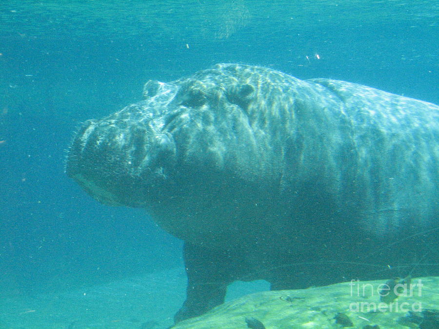 Hippo Under Water Photograph by DejaVu Designs