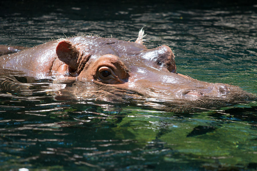 Hippo Watching Waiting Photograph By Travis Lufsey - Fine Art America