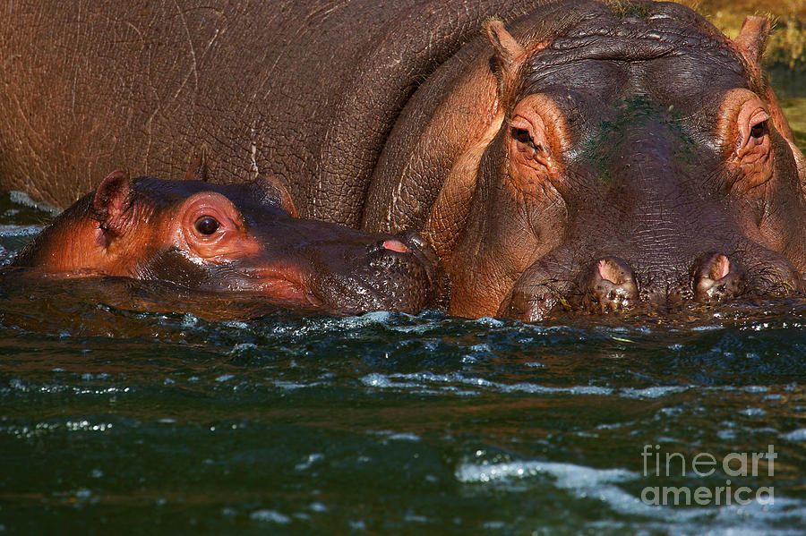 Hippo with baby Photograph by Nick  Biemans