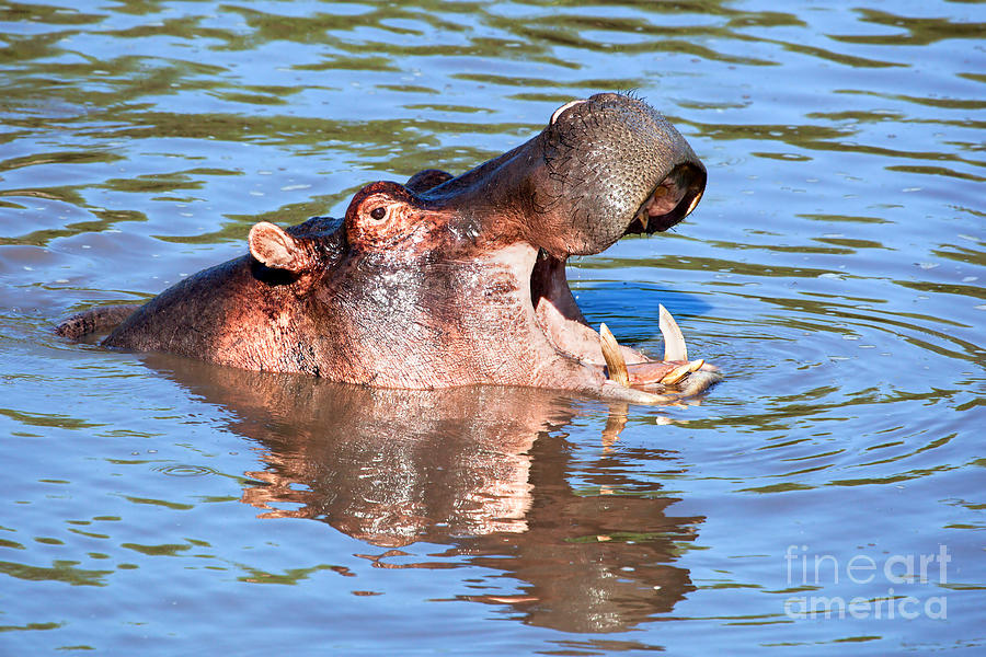 Hippo with open mouth in river. Serengeti. Tanzania Photograph by Michal Bednarek