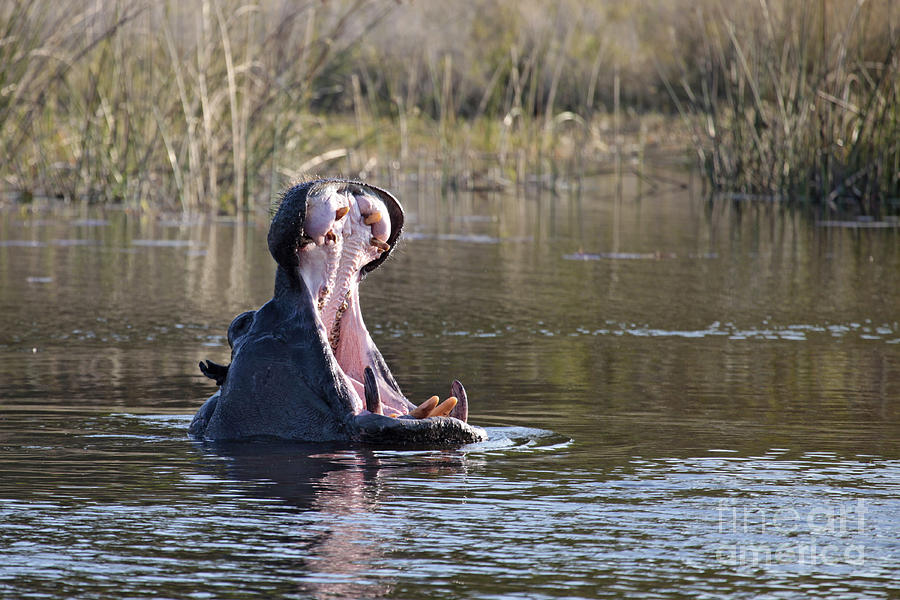 Hippo yawning Photograph by Liz Leyden
