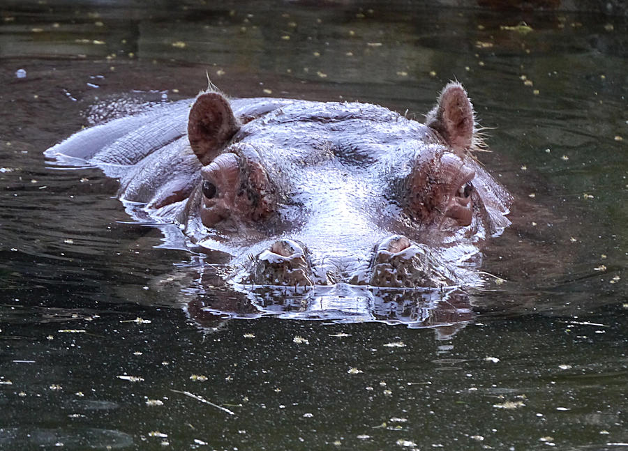 Hippopotamus Photograph - Hippopotamus amphibius by Richard Reeve