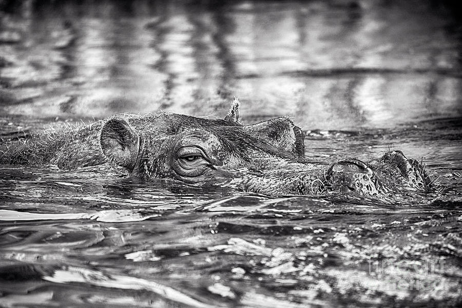 Hippopotamus -Black and White Photograph by Douglas Barnard