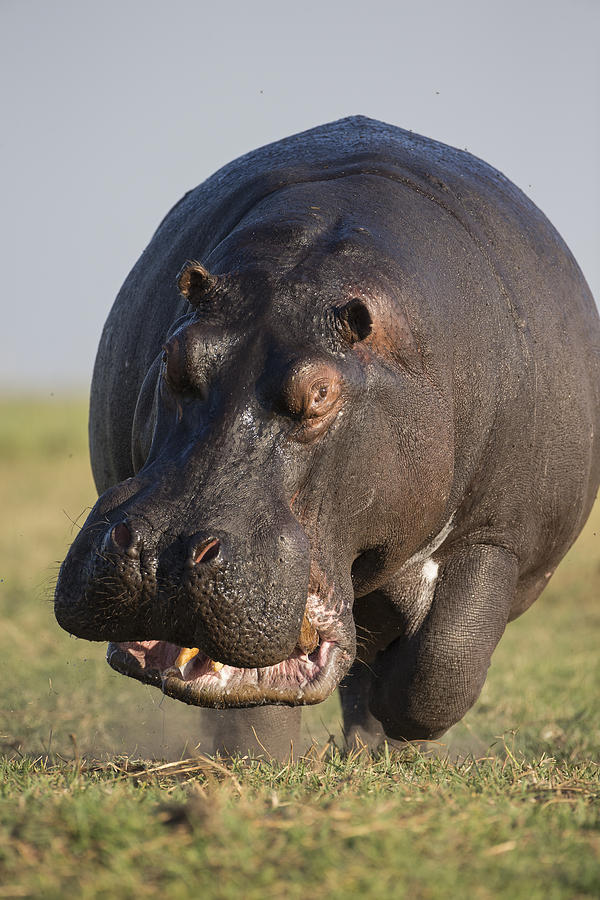 Hippopotamus Bull Charging Botswana Photograph by Vincent Grafhorst