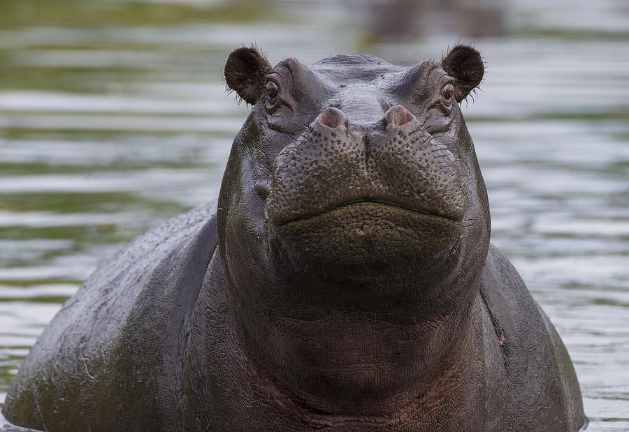 Hippopotamus Bull Khwai River Botswana Photograph by Vincent Grafhorst