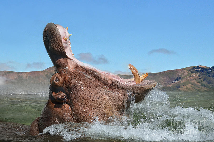 Prehistoric Photograph - Hippopotamus Bursting out of the Water by Jim Fitzpatrick