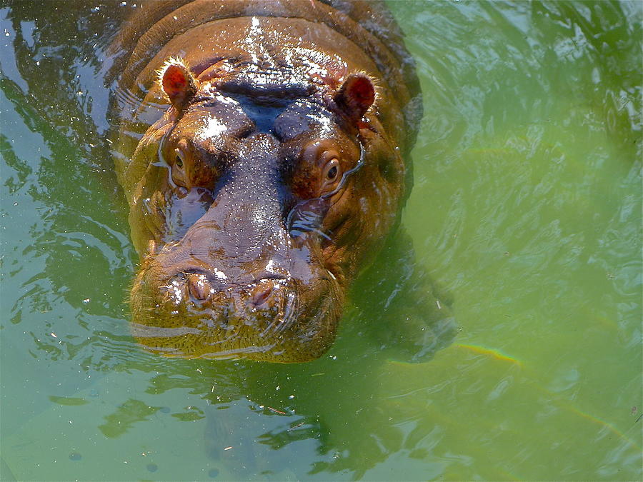 Hippopotamus Photograph by Denise Mazzocco
