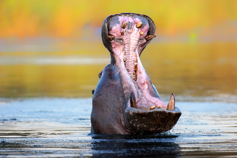 Hippopotamus Displaying Aggressive Behavior Photograph
