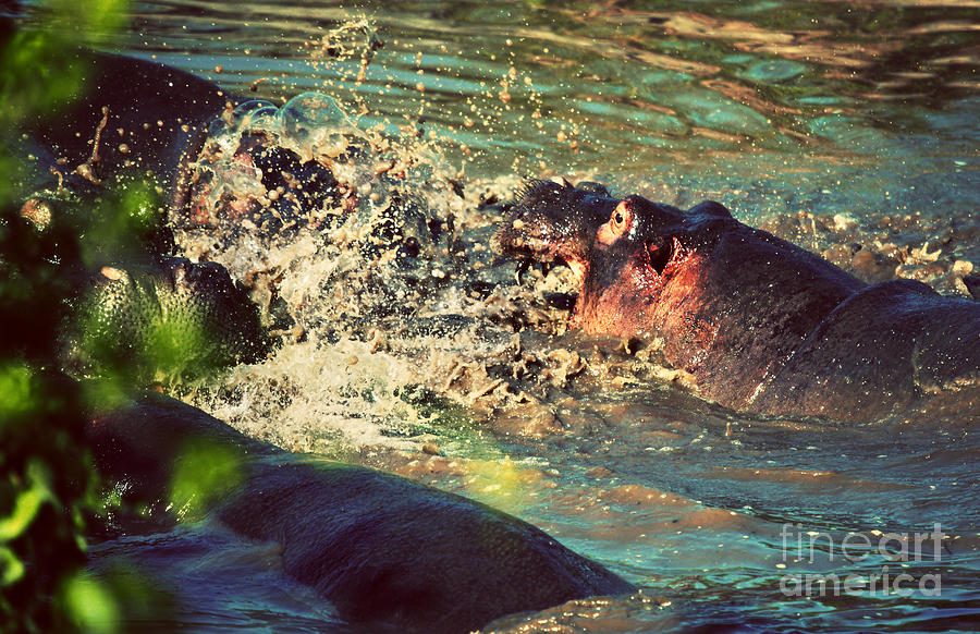 Hippopotamus Photograph - Hippopotamus fight in river. Serengeti. Tanzania by Michal Bednarek
