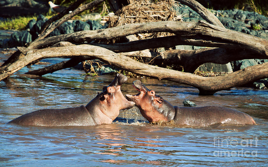 Hippopotamus Photograph - Hippopotamus fighting in river. Serengeti. Tanzania by Michal Bednarek
