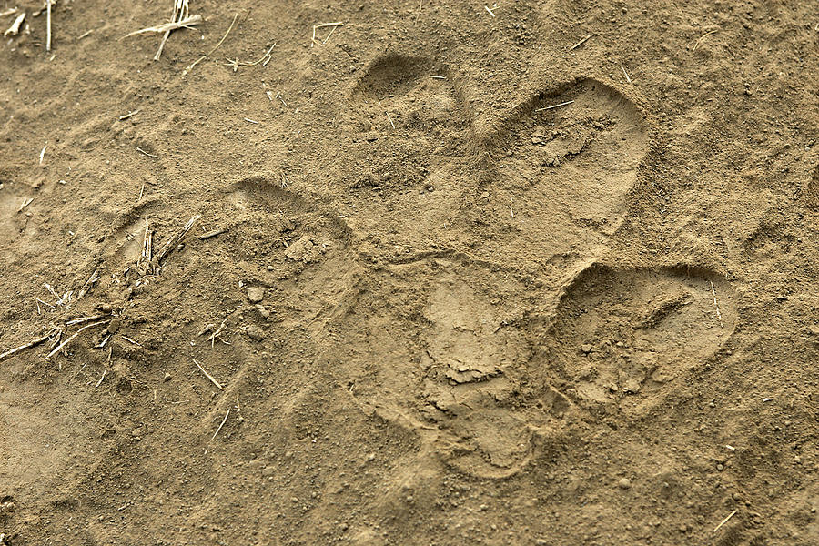 Hippopotamus Footprint Photograph by M. Watson | Fine Art America