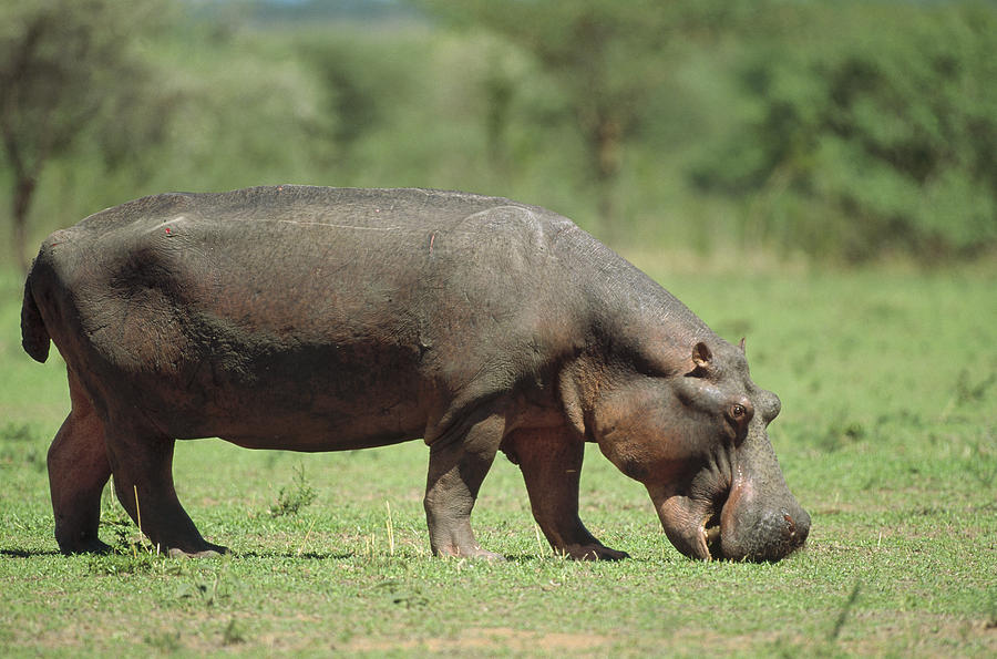 Hippopotamus Grazing On Grass Africa Photograph by Konrad Wothe