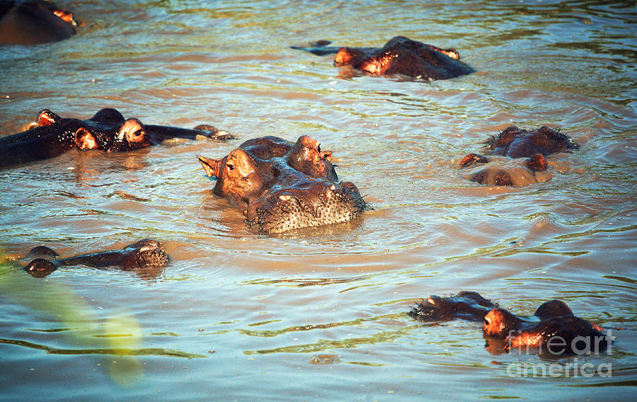 Hippopotamus Photograph - Hippopotamus group in river. Serengeti. Tanzania by Michal Bednarek