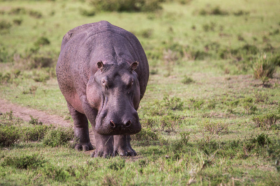 Hippopotamus Hippopotamus Amphibius Photograph by Julia Cumes