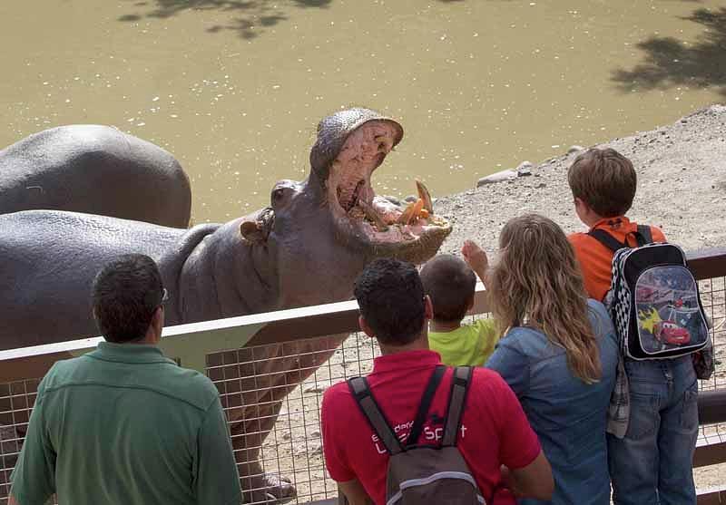 Hippopotamus Hippopotamus Amphibius Photograph by Ken Welsh - Fine Art ...