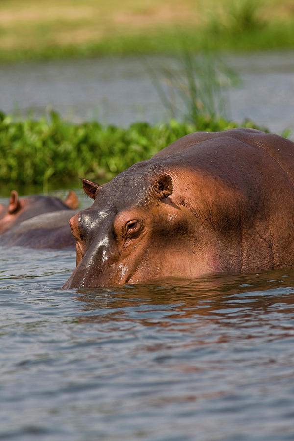 Hippopotamus (hippopotamus Amphibius Photograph by Martin Zwick - Pixels