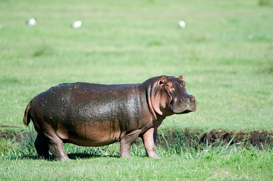Hippopotamus Photograph - Hippopotamus Hippopotamus Amphibius by Panoramic Images