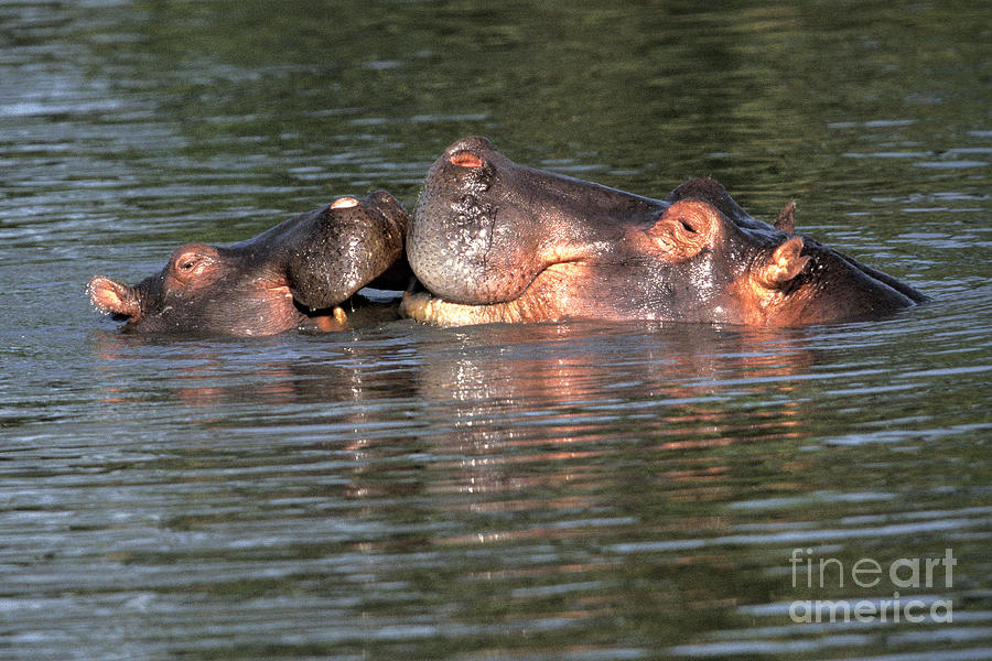 Hippopotamus Hippopotamus Amphibius Photograph by Ron Sanford