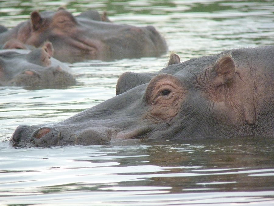 Hippopotamus in Kenya Photograph by Tony Murtagh