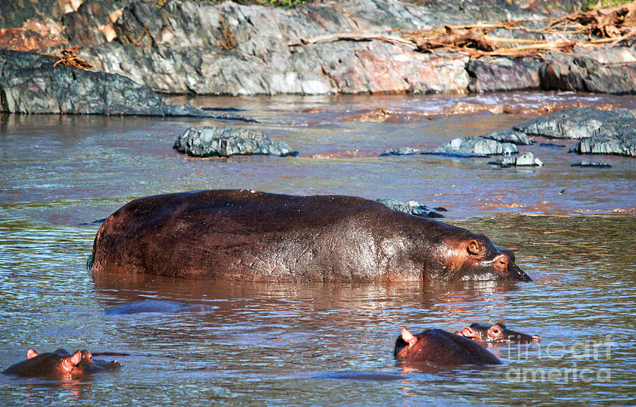 Hippopotamus Photograph - Hippopotamus in river. Serengeti. Tanzania by Michal Bednarek