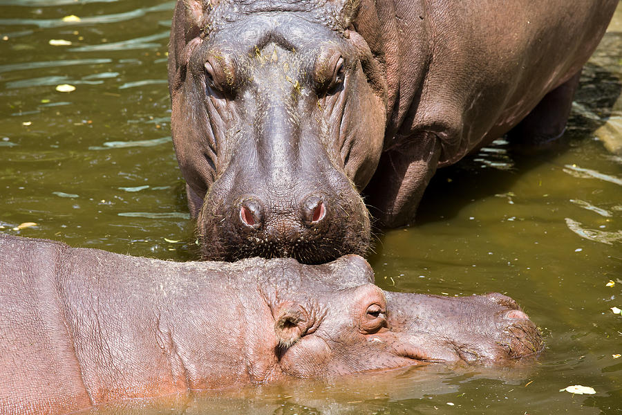 Hippopotamus in Water Photograph by Artur Bogacki
