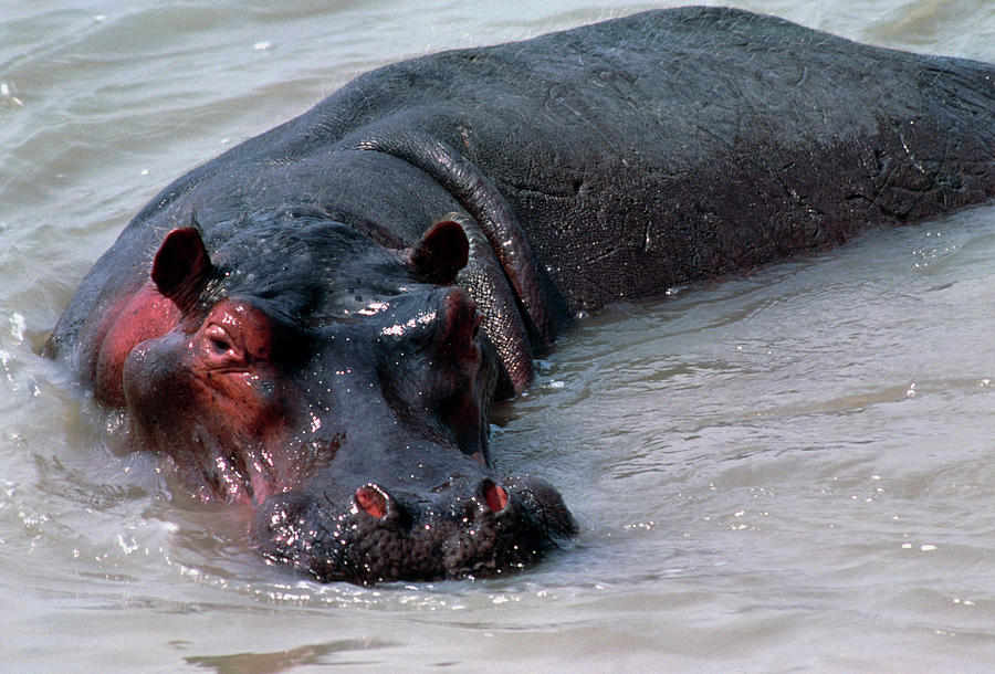 Hippopotamus Photograph - Hippopotamus In Water by William Ervin/science Photo Library