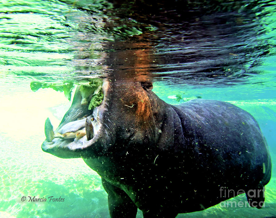 Hippopotamus Lunch Photograph by Tap On Photo