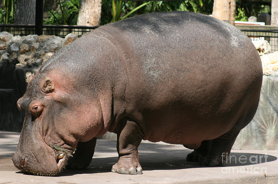 Hippopotamus Photograph - Hippopotamus by Lynn Jackson