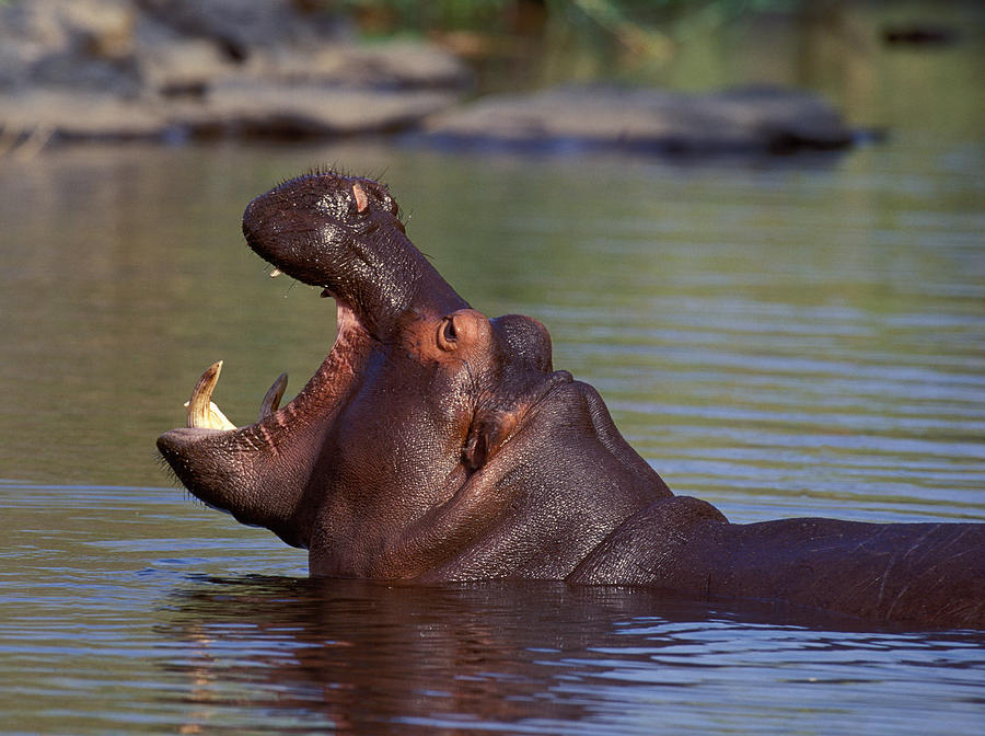 Hippopotamus Photograph by Nigel Dennis